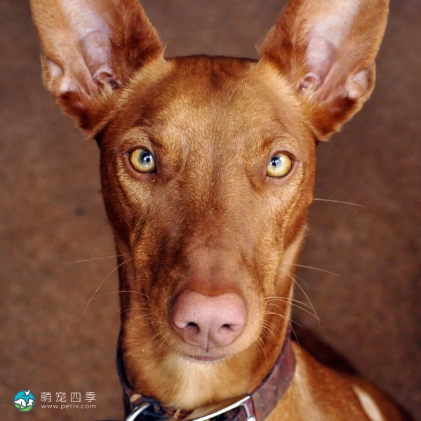 法老王猎犬- 猎兔犬,Kelbtal Fenek - Pharaoh Hound - 萌宠四季