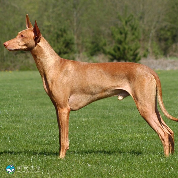 法老王猎犬- 猎兔犬,Kelbtal Fenek - Pharaoh Hound - 萌宠四季