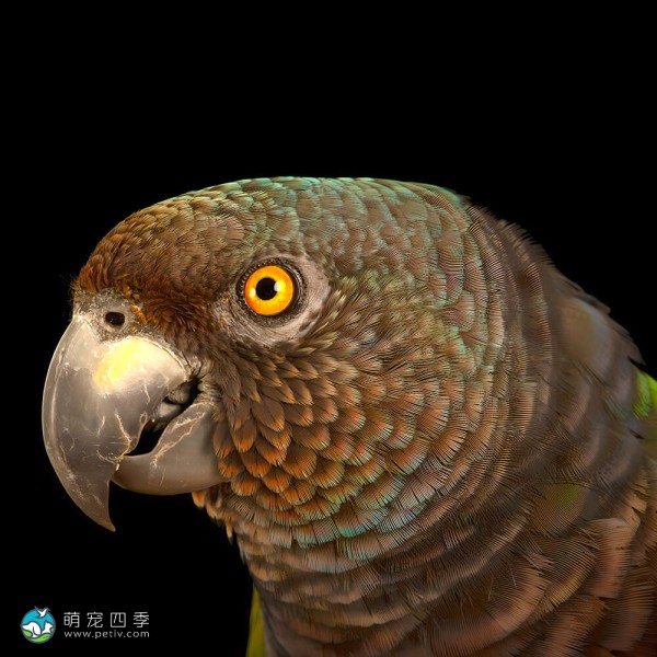 帝王亚马逊鹦鹉- 帝王亚马孙鹦哥,帝王鹦哥,Imperial Amazon - Amazona 