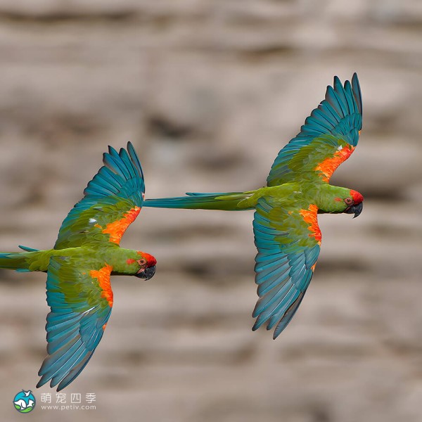 红额金刚鹦鹉- Ara rubrogenys - Red-fronted Macaw - 萌宠四季