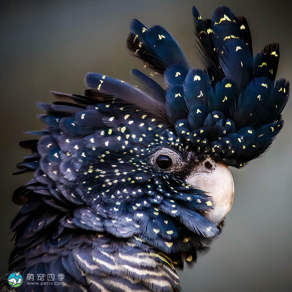 Calyptorhynchus Banksii Red Tailed Black Cockatoo   Gallery 1Kf3K Big 