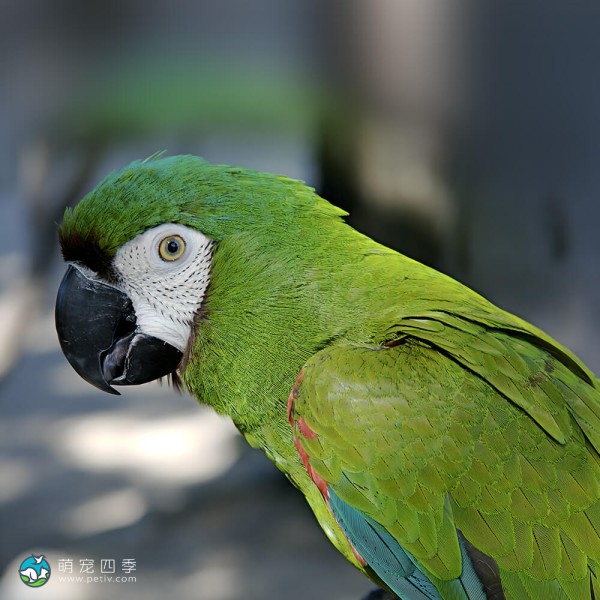 栗额金刚鹦鹉- Ara severa - Chestnut-Fronted Macaw - 萌宠四季